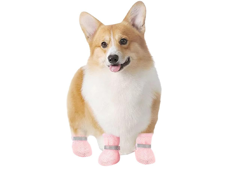 Un incontournable pour la saison des pluies : des chaussures imperméables en silicone pour animaux de compagnie