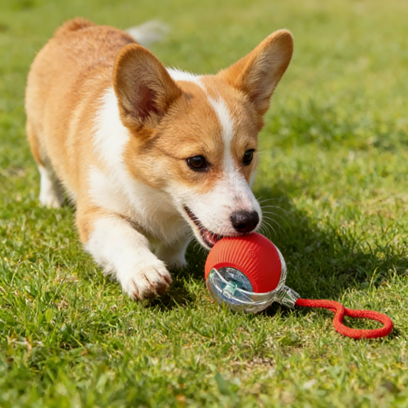 durable electric pet toy for home