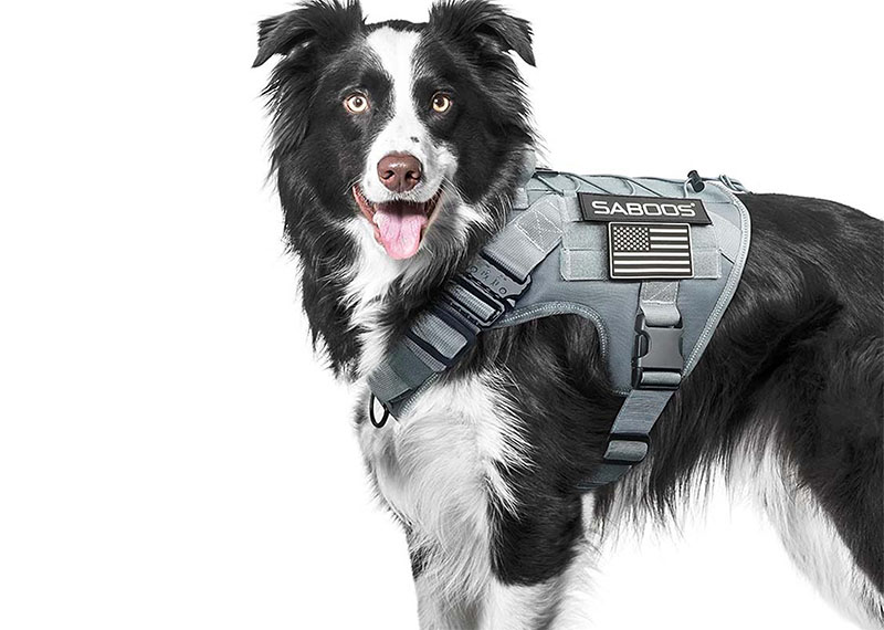 Guide d'achat des laisses pour animaux : quel matériau est le meilleur - nylon, cuir ou réfléchissant ?