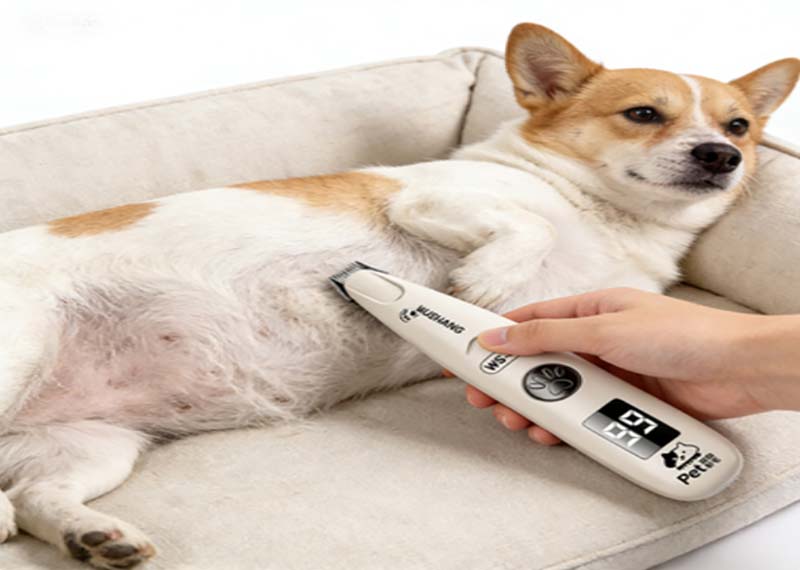 Comment couper les griffes de votre animal en toute sécurité (sans les faire saigner) ?